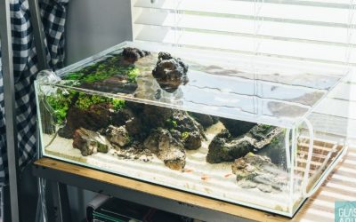 Best Rimless Aquarium Tank: Best Proven Well-Researched Guide