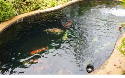 Best Round Canvas Fish Pond For Goldfish: Trusted Smart