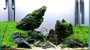 Best Seiryu Rock for Aquascaping: Proven Top Stone Picks
