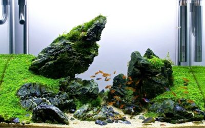 Best Seiryu Rock for Aquascaping: Proven Top Stone Picks