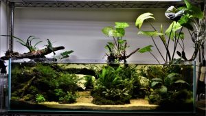 Best Shallow Aquarium For Aquascaping: Top Tested Picks 2026