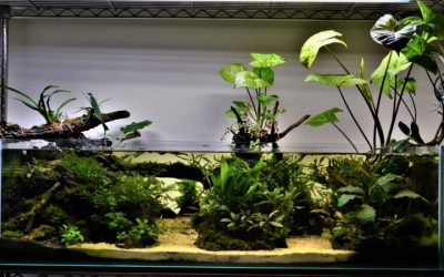 Best Shallow Aquarium For Aquascaping: Top Top Picks 2026