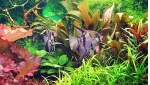 Best Shatterproof Aquarium Heater: Safe and Durable Picks