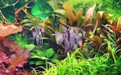 Best Shatterproof Aquarium Heater: Safe and Durable Picks