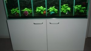 Best Stackable Betta Tanks: Smart Choices for Better Care