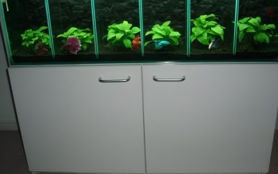 Best Stackable Betta Tanks: Smart Choices for Better Care