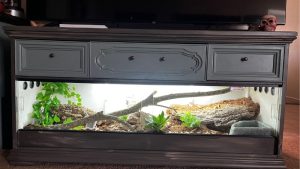 Best Stand For Reptile Terrarium And Large Tank: Top Tested