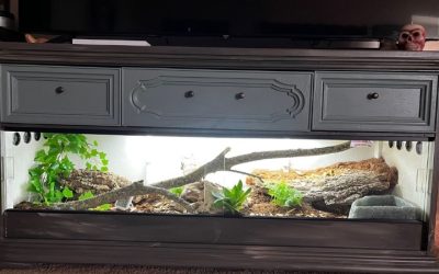 Best Stand For Reptile Terrarium And Large Tank: Top Compared