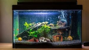 Best Submersible Heater for 10 Gallon Tank: Top Picks 2026