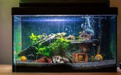 Best Submersible Heater for 10 Gallon Tank: Top Picks 2026