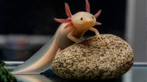 Best Substrate for Axolotl Tank Safety: Careful Buyer Guide