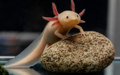 Best Substrate for Axolotl Tank Safety: Careful Buyer Guide