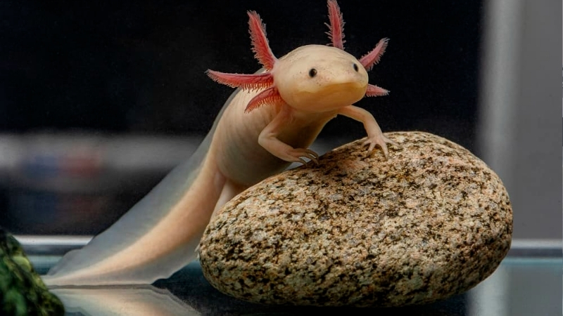 best substrate for axolotl tank safety