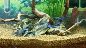 Best Substrate for Bare Bottom vs Planted Tank: Clear Guide