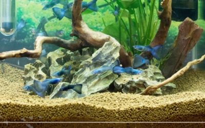 Best Substrate for Bare Bottom vs Planted Tank: Clear Guide