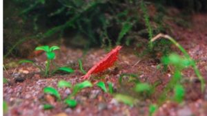 Best Substrate for Shrimp Breeding Tank: Careful Buyer Guide