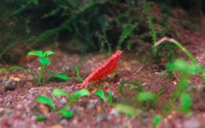 Best Substrate for Shrimp Breeding Tank: Careful Buyer Guide