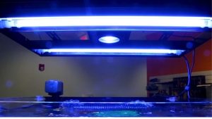 Best T5 vs LED Hybrid Reef Lighting: Proven Expert Guide