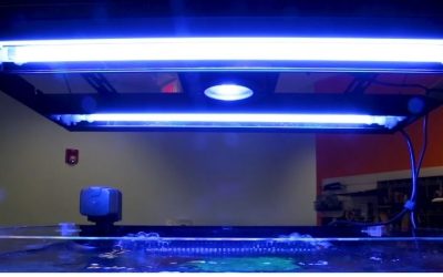 Best T5 vs LED Hybrid Reef Lighting: Proven Expert Guide