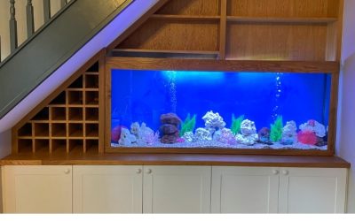 Best Tall Aquarium For Bookshelf: Best Expert-Tested Guide