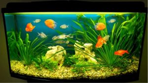 Best Tank Size for Goldfish: Proven Trusted Sizing Guide