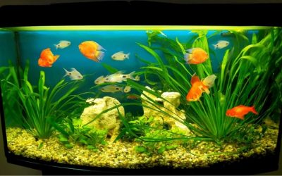 Best Tank Size for Goldfish: Proven Trusted Sizing Guide
