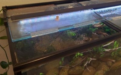 Best Tempered Glass Aquarium Lid: Top Tested Fit Picks Guide