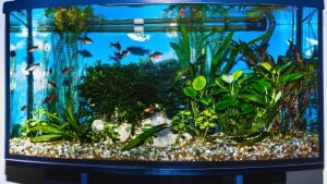 Best Tower Square Aquarium Kit For Tall Displays: Top Smart