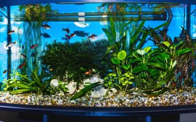 Best Tower Square Aquarium Kit For Tall Displays: Top Smart