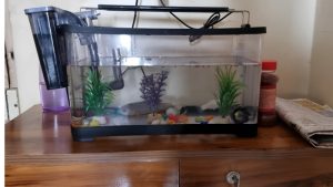 Best Unbreakable Fish Tank for Classrooms: Smart Safe Picks