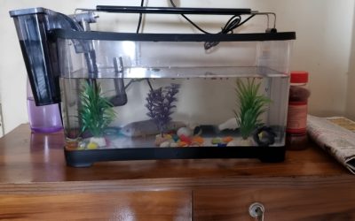 Best Unbreakable Fish Tank for Classrooms: Smart Safe Picks
