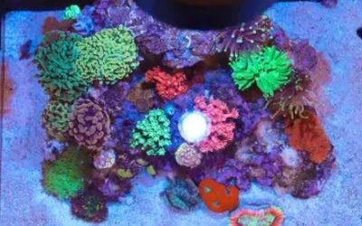 Best Upgrades for an All in One Saltwater Tank: Top Proven