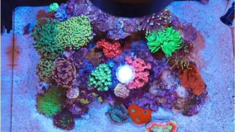 best upgrades for an all in one saltwater tank