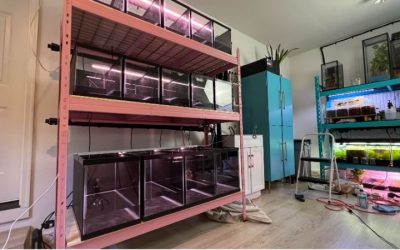 Best Waterproof Finish for an Aquarium Rack: Smart Top Picks