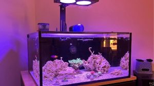 Best Wavemaker for SPS Dominant Reef: Smart Tested Picks