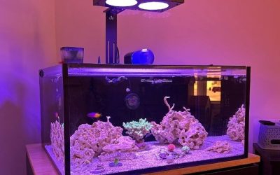 Best Wavemaker for SPS Dominant Reef: Smart Top Picks