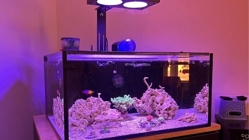 best wavemaker for sps dominant reef
