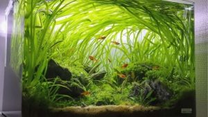 Best Wavemaker With Fish Guard for Shrimp Tanks: Top Tested