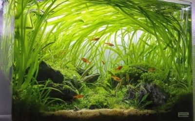 Best Wavemaker With Fish Guard for Shrimp Tanks: Top Compared
