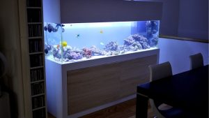 Best White Aquarium Stand For Modern Decor: Best Expert