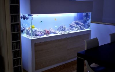 Best White Aquarium Stand For Modern Decor: Best Expert