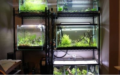Best Wooden Aquarium Rack: Strong and Stylish Top Picks