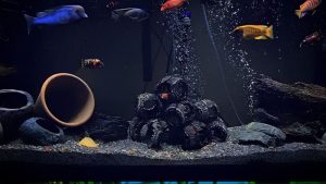 Best Substrate for African Cichlids: Compared by Numbers