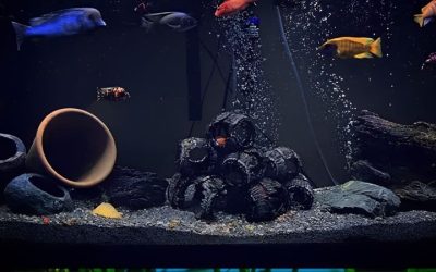 Best Substrate for African Cichlids: Compared by Numbers