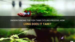 Can You Cycle a Tank With Fish: Risks and Safer Options