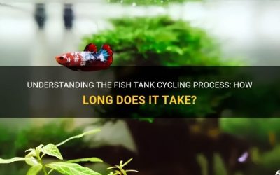 Can You Cycle a Tank With Fish: Risks and Safer Options