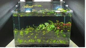 Canister vs Sump for a Large Reef Tank: Best Expert Guide
