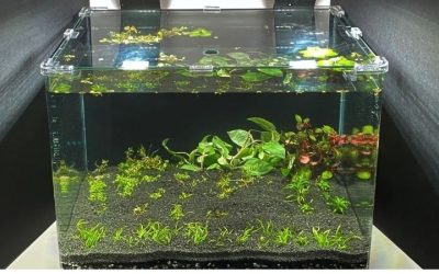 Canister vs Sump for a Large Reef Tank: Best Expert Guide