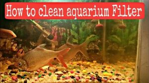 How to Clean Aquarium Filter Media Without Losing Bacteria