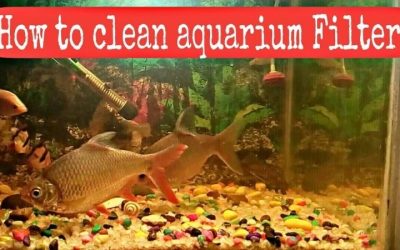How to Clean Aquarium Filter Media Without Losing Bacteria